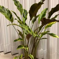 カラテアの画像