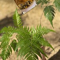 ナンテン,プテリス,トキワシノブ,ピラカンサス,フレボディウム ブルースターの画像