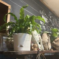 オオタニワタリ,リビング・ダイニングの画像