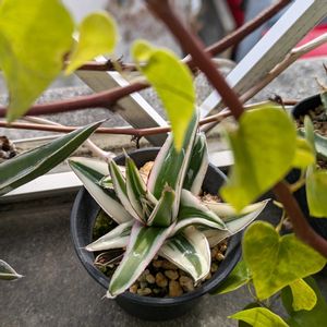 亀甲竜,Dioscorea elephantipes,氷山,agave Victoria Reginaeの画像