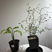 ソフォラ　リトルベイビー,モンステラ オブリクア ペルー,観葉植物,玄関アプローチ,リビング・ダイニングの画像