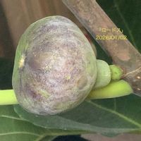 イチジク,いちじく,室内栽培,鉢栽培,ロードスの画像