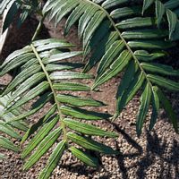 シダ,シダ,シダ,シダ,シダの画像