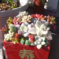 ガーデニング,癒し,花のある暮らし,緑のある暮らし,ハーブのある暮らしの画像