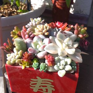 ガーデニング,癒し,花のある暮らし,緑のある暮らし,ハーブのある暮らしの画像