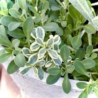 シレネ・ユニフローラ,斑入り葉,繋がりに感謝,GS皆様ありがとう,シレネ@の画像