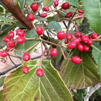 ガマズミの画像