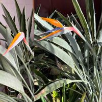 カーネーション,カーネーション,サザンカ,サザンカ,ストレリチアの画像