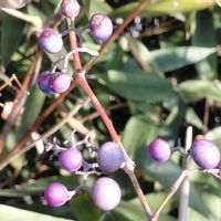 ノブドウ,お出かけ先の画像