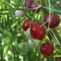 アスパラガス,アスパラガス・スプレンゲリーの画像