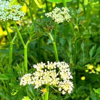 セリ,ハス,水辺,今日のお花,仕事始めの画像