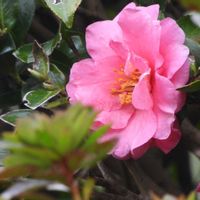 サザンカ,センダン,寒椿,公園歩きの画像