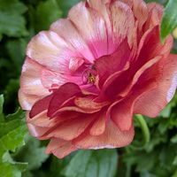 金のなる木,金のなる木,ギョリュウバイ,ギョリュウバイ,ギョリュウバイの画像