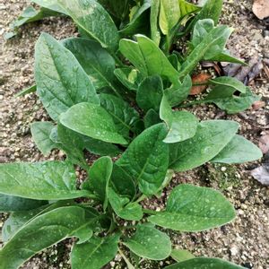 ほうれん草,ダイソー,ガーデニング,ネコ好き,実家の庭の画像