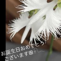 サギソウ,今を生きる,穏やかな毎日の画像