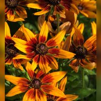 ルドベキア,花のある暮らし,お出かけ先にて,チーム愛知,GSアダルトチームの画像