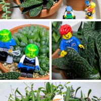 ルビーネックレス,ハオルチア,ビア ホップ,ガステリア,ミニフィグの画像