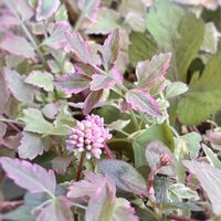 セリ,ポリゴナム（ヒメツルソバ）,ミツバ,セリフラミンゴ,ガーデニングの画像