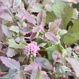 セリ,ポリゴナム（ヒメツルソバ）,ミツバ,セリフラミンゴ,ガーデニングの画像