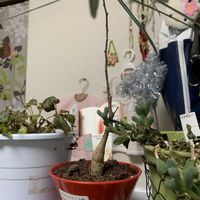 多肉大好き,多肉初心者,わが家の観葉植物❢,ちまちま寄せ,その他部屋の画像