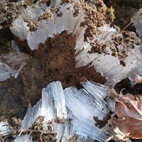 アジサイ,シモバシラ,霜柱,ウバユリの実,山野草の画像