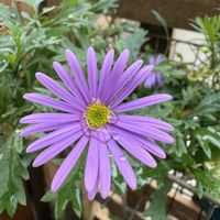 ブラキカム,ガーデニング,冬の庭,宿根草♪の画像