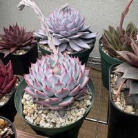 桃太郎,ブルーバード,エケベリア ブルーバード,エケベリア 桃太郎,多肉植物の画像