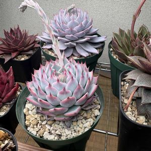 桃太郎,ブルーバード,エケベリア ブルーバード,エケベリア 桃太郎,多肉植物の画像