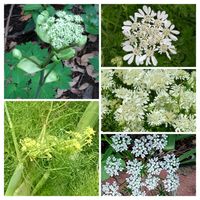 オルラヤ,コスモス,サザンカ,スイセン,ストックの画像