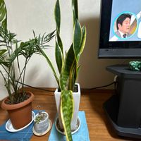 サンスベリアの画像