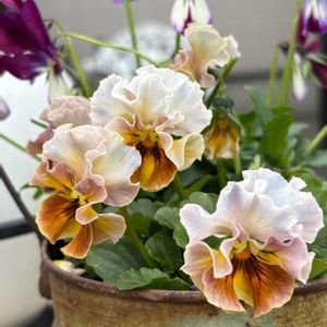 パンジー・ビオラ,ガーデン雑貨,シャビー,お庭の花たち,花と暮らすの画像