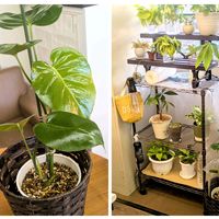 パキラ,ポトス,モンステラ,かねのなる木,エアプランツの画像