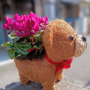 シクラメン,鉢カバー,GSに感謝。,お花は癒し,GS皆様ありがとうの画像