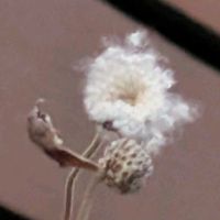 シュウメイギクの画像