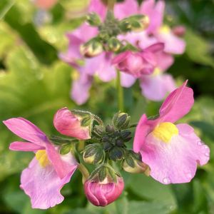 #ガーデニング,ピンクワールドへ ようこそ,エクステリアの画像