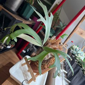 Platycerium willinckii ‘Cianjur Indk’,ウラボシ科,ビカクシダ属,着生シダ, ビカクシダの画像