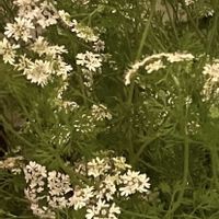 パクチー,コリアンダー,コリアンダー(パクチー),セリ科の花,パンパグラス（しろがねやし）の画像