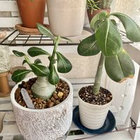 アデニウム,塊根植物,観葉植物のある暮らしの画像