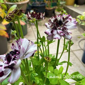 ラナンキュラス,ラナンキュラス　イカロス,球根,放置栽培,綾園芸の画像