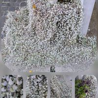 アロニア,ダイコンドラ,ナンテン,ハボタン,バラの画像