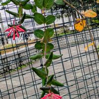 ツキヌキニンドウの画像