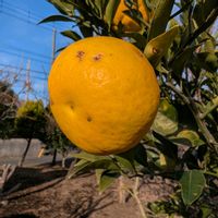 夏みかん,ナツミカン,畑の画像