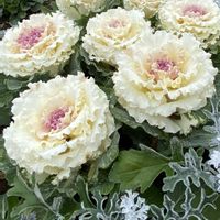 ハボタン,ハボタン,日本スイセン,日本スイセン,二ホンスイセンの画像