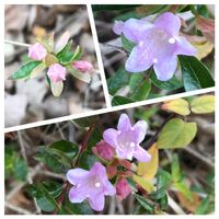 アベリアの画像