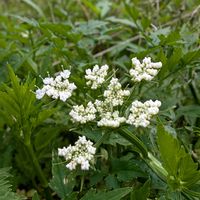 アオキ,セリ,セリの花,山野草,花のある暮らしの画像