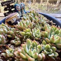 ハナキリン,女雛,美空の鉾,残雪の峰,女雛錦の画像