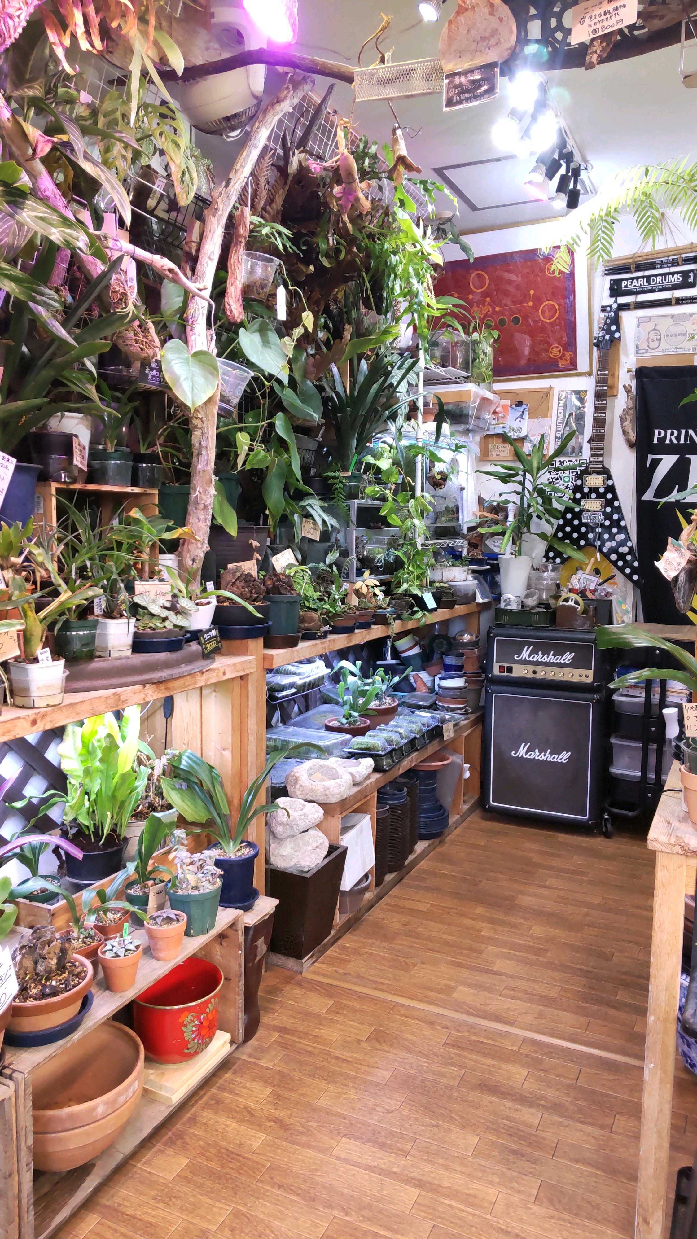 f*_様 30株くらい ビカクシダ 色々 CATEGORY ビカクシダ(コウモリラン