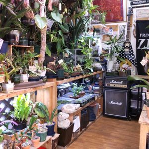 多肉植物,ウラボシ科,ビカクシダ属,食中植物,塊根の画像