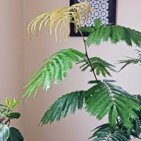 エバーフレッシュ,観葉植物,葉っぱ,インドアグリーン,葉っぱ好きの画像
