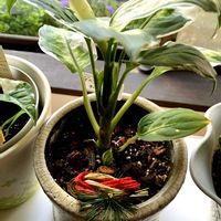 シンゴニウム,デヘンバキア,シンゴニウム・フレンチマーブル,デヘンバキア クールビューティ,花活の画像